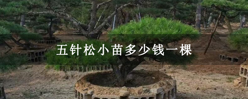 五针松小苗多少钱一棵