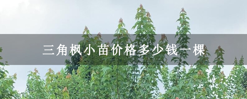 三角枫小苗价格多少钱一棵
