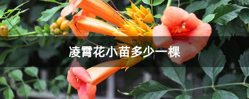 凌霄花小苗多少一棵