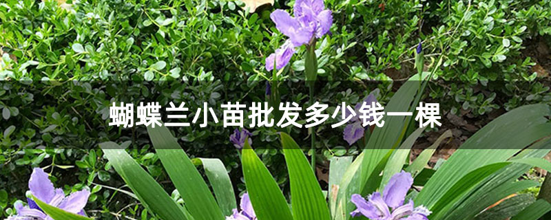 蝴蝶兰小苗批发多少钱一棵 蝴蝶兰小苗批发多少钱一棵