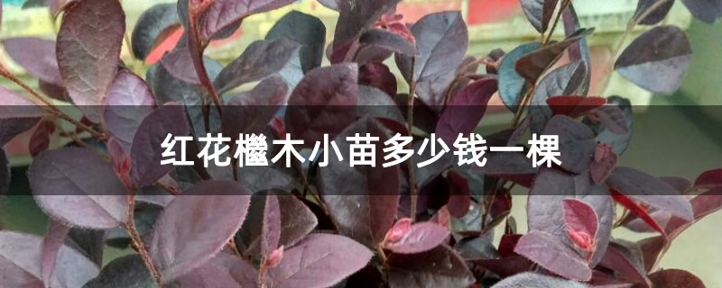 红花檵木小苗多少钱一棵