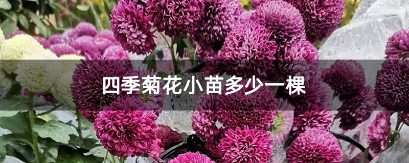 四季菊花小苗多少一棵