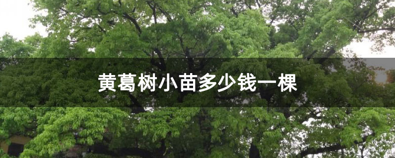黄葛树小苗多少钱一棵