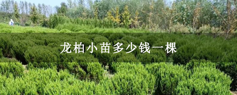 龙柏小苗多少钱一棵