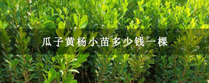 瓜子黄杨小苗多少钱一棵