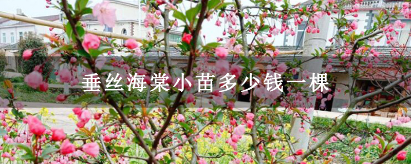 垂丝海棠小苗多少钱一棵