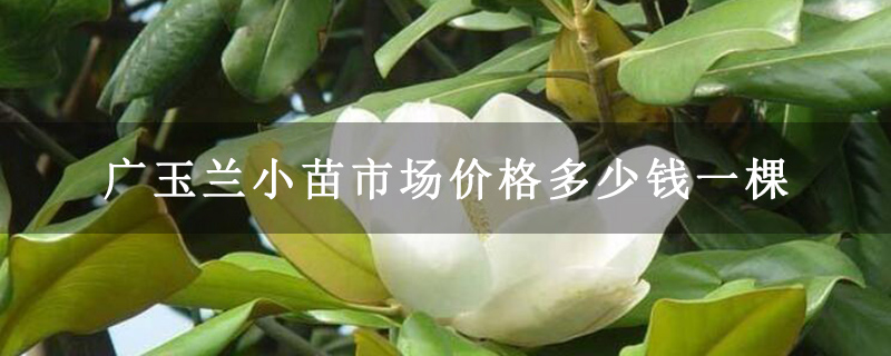 广玉兰小苗市场价格多少钱一棵