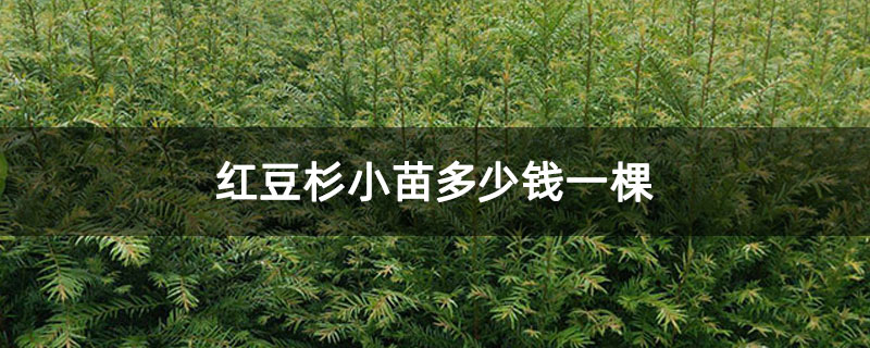 红豆杉小苗多少钱一棵