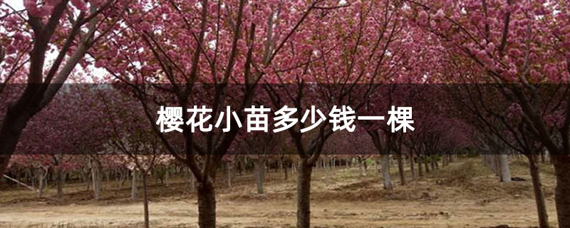 樱花小苗多少钱一棵