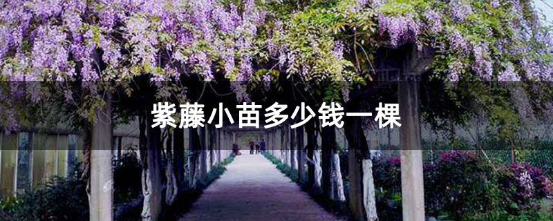 紫藤小苗多少钱一棵