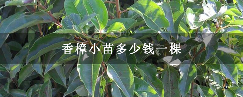 香樟小苗多少钱一棵