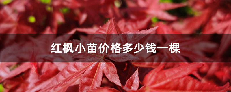 红枫小苗价格多少钱一棵