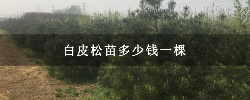 白皮松苗多少钱一棵