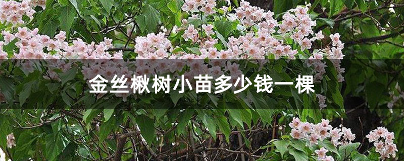 金丝楸树小苗多少钱一棵