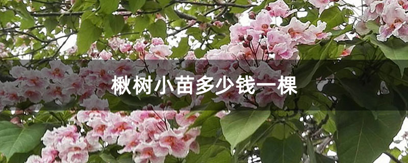 楸树小苗多少钱一棵