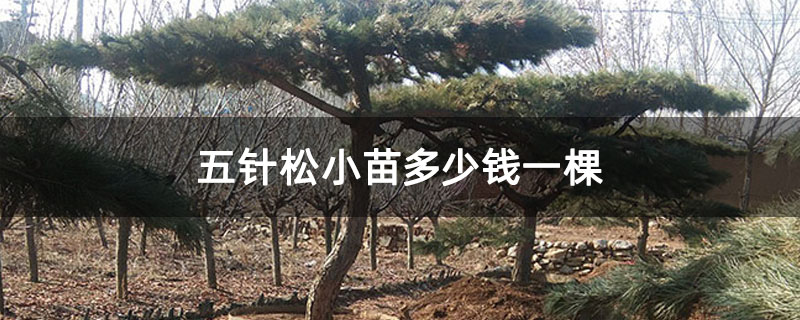 五针松小苗多少钱一棵