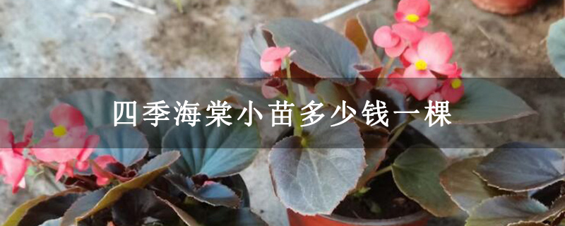 四季海棠小苗多少钱一棵