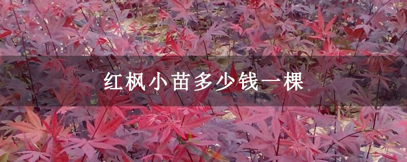 红枫小苗多少钱一棵