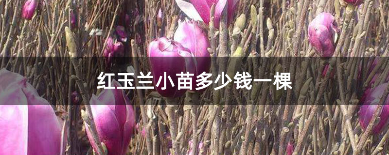 红玉兰小苗多少钱一棵 红玉兰小苗多少钱一棵