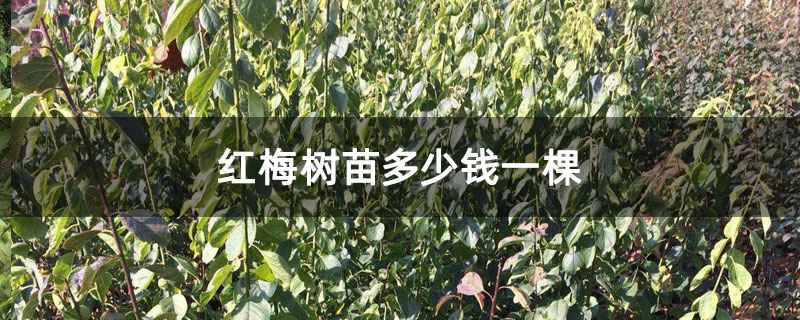 红梅树苗多少钱一棵