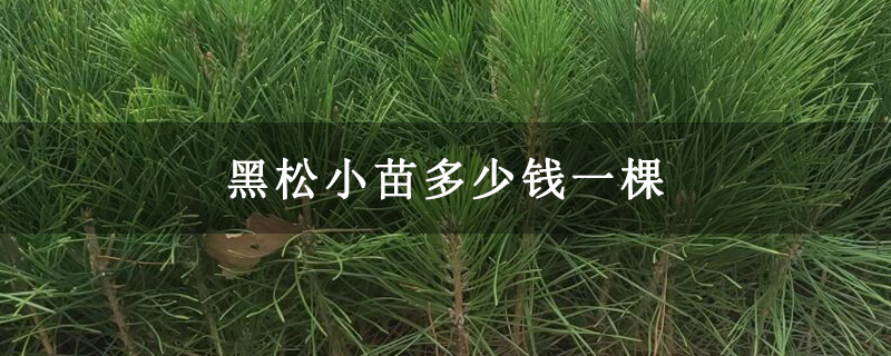 黑松小苗多少钱一棵