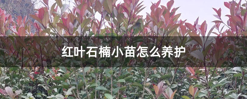 红叶石楠小苗怎么养护