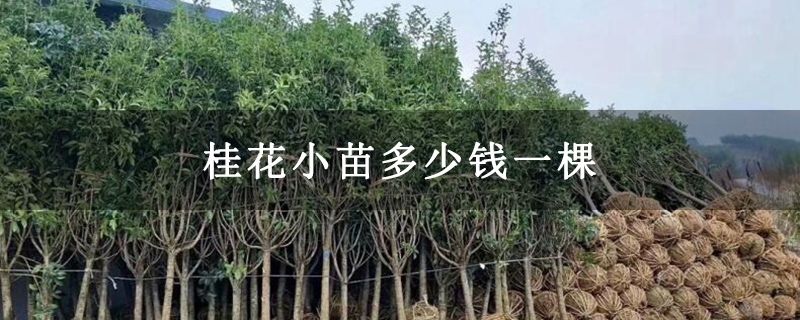 桂花小苗多少钱一棵