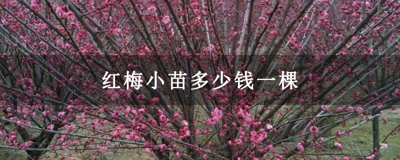 红梅小苗多少钱一棵