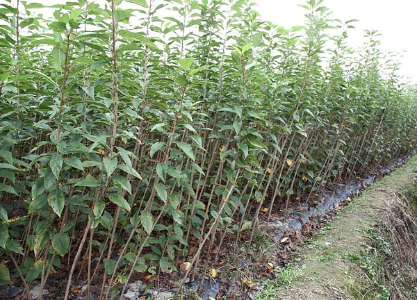 樱花小苗价格多少钱一棵？樱花树苗的种植方法有哪些？
