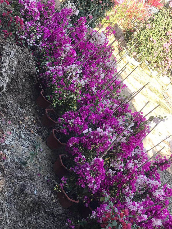 三角梅塔紫价格多少钱一棵?怎么种植塔紫三角梅