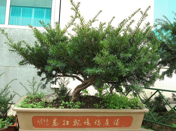红豆杉
