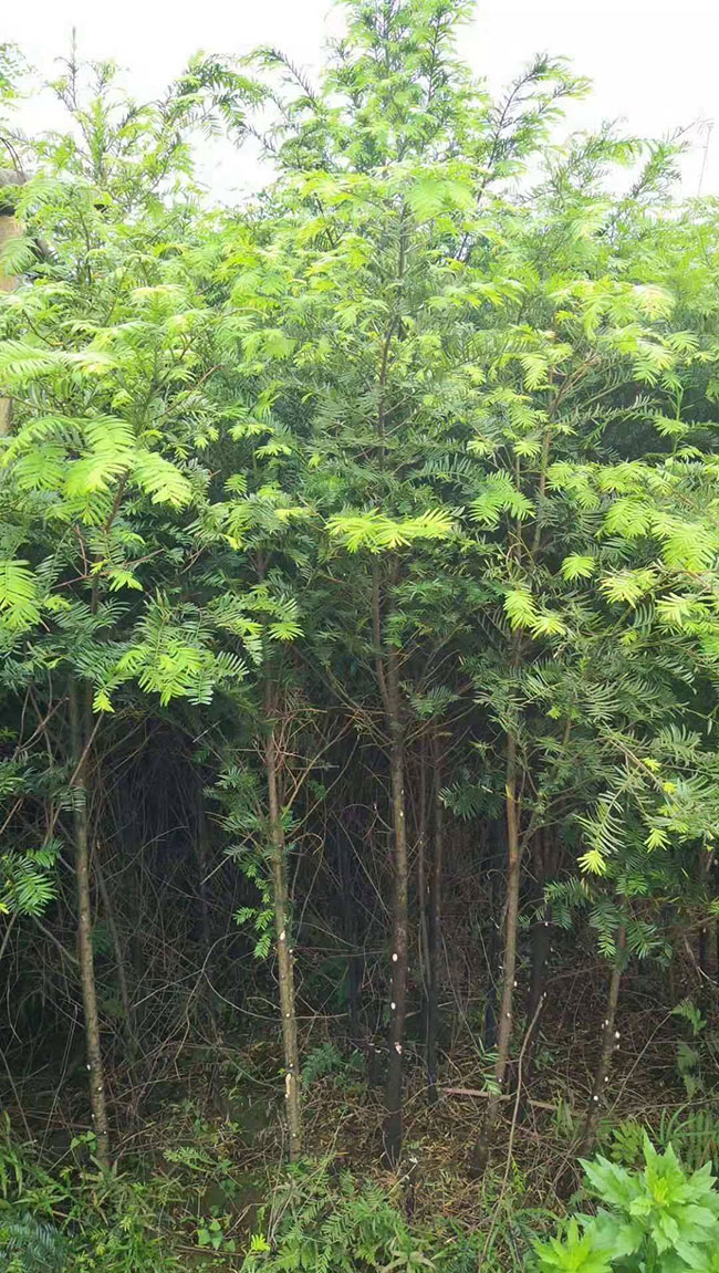 2019年红豆杉幼苗多少钱?哪种红豆杉最贵?