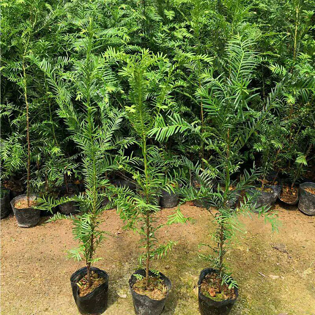 红豆杉树苗价格多少钱一棵?红豆杉怎样养?