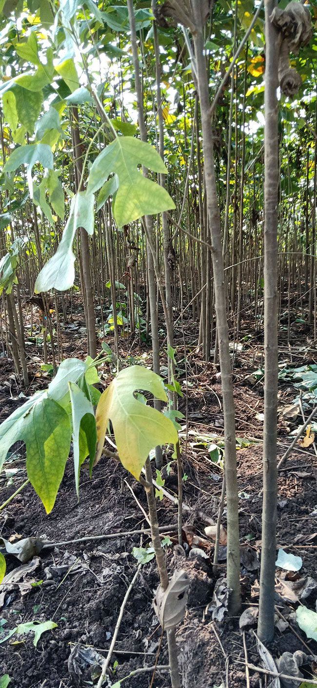 马褂木价格 市场最新马褂木价格行情