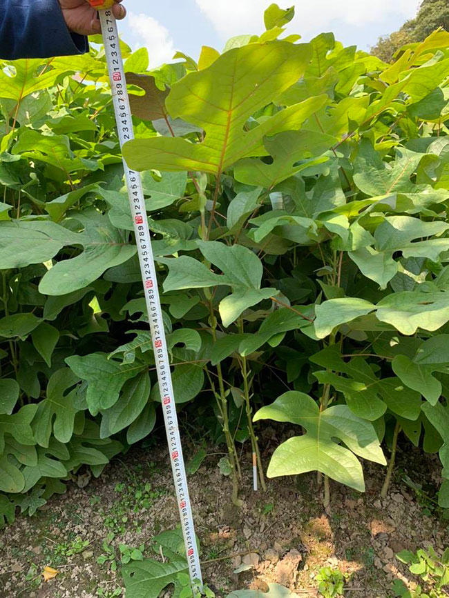 马褂木价格 市场最新马褂木价格行情
