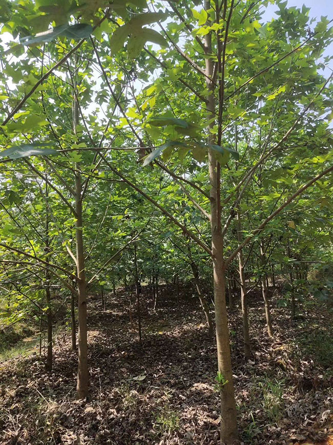 马褂木价格 市场最新马褂木价格行情