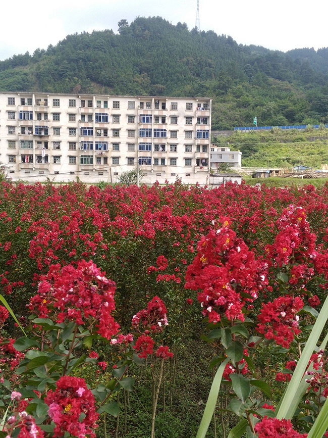 紫薇树