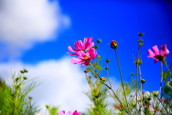 格桑花种子价格多少钱一斤？最新格桑花种子价格行情