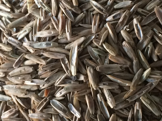 高羊茅草坪种子多少钱一斤?高羊茅草坪种子怎么种植?