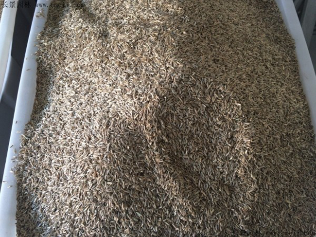 高羊茅草坪种子价格