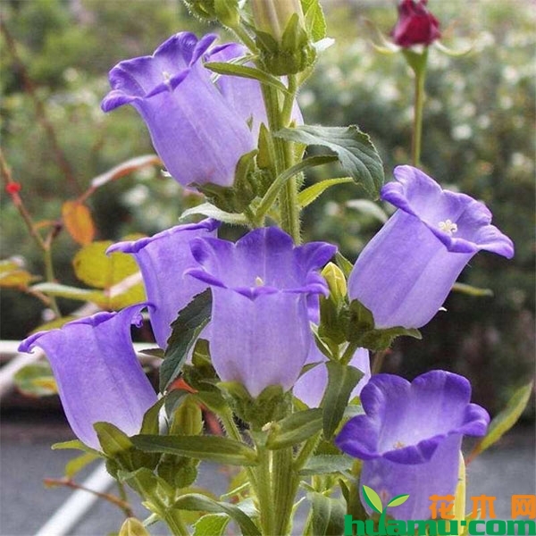风铃草的花语介绍