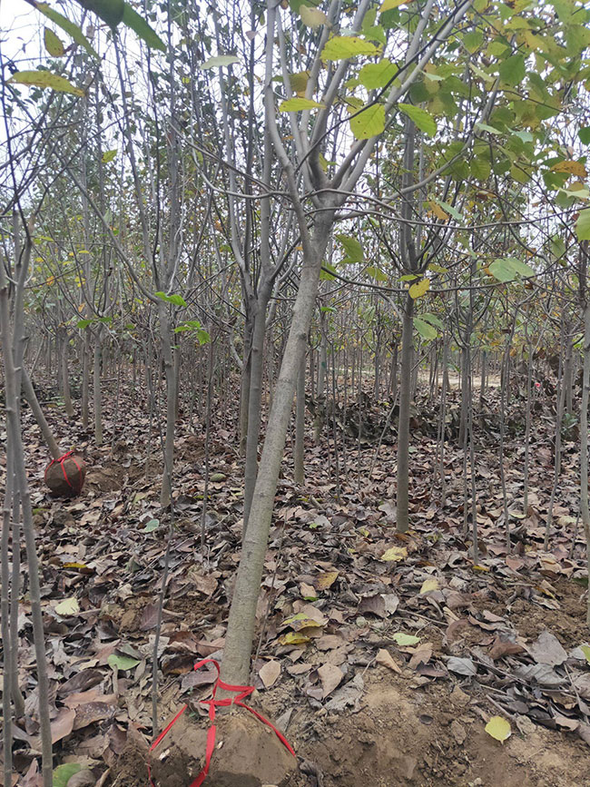 红玉兰价格多少钱一棵?红玉兰种植方法有哪些?
