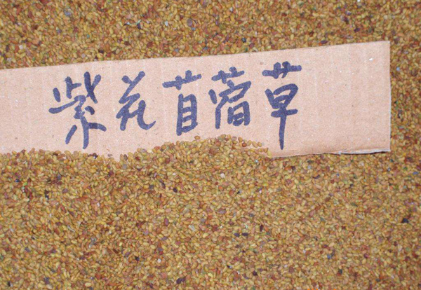 苜蓿种子价格多少钱一斤？苜蓿种子种植方法和注意事项