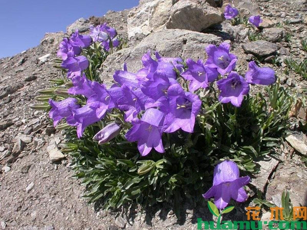 风铃草