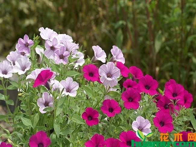 牵牛花的特点