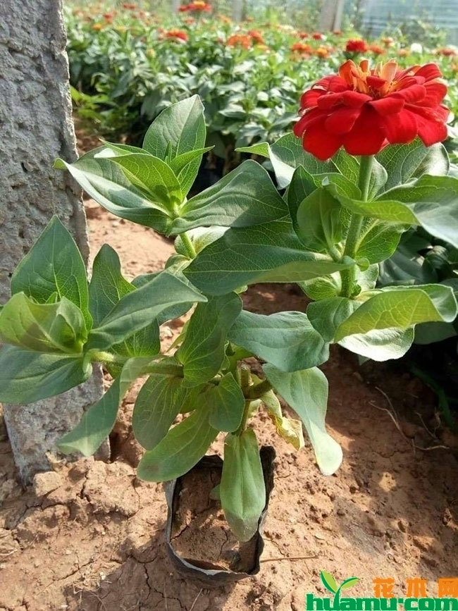 百日草批发价格