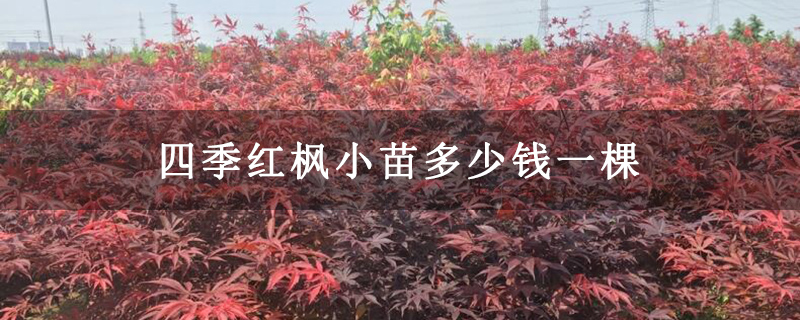 四季红枫小苗多少钱一棵