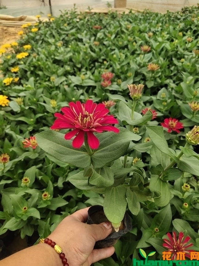 百日草 百日草