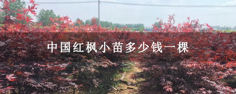 中国红枫小苗多少钱一棵
