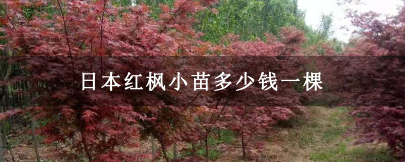 日本红枫小苗多少钱一棵